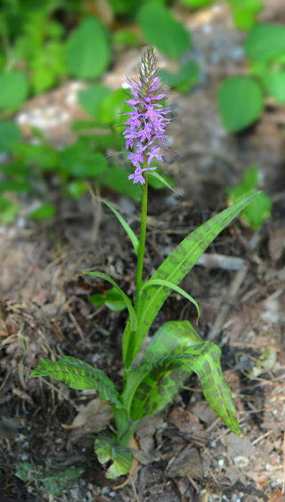 dactylorhiza saccifera