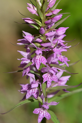 dactylorhiza saccifera