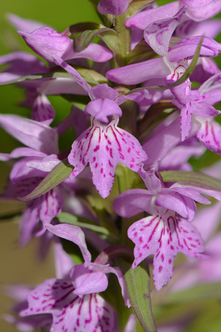 dactylorhiza saccifera