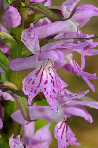 dactylorhiza saccifera