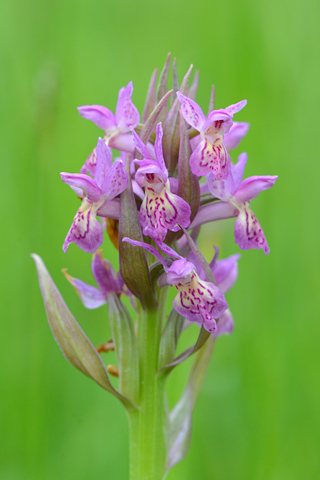 Dactylorhiza incarnata x sambucina