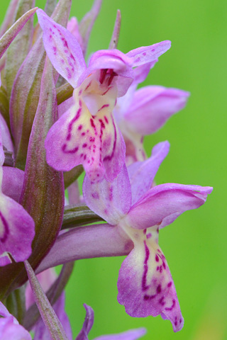 Dactylorhiza incarnata x sambucina