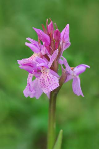 Dactylorhiza sambucina x savogiensis