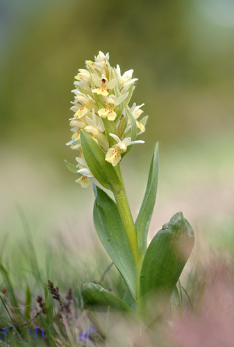 dactylorhiza sambucina