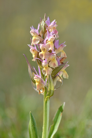 dactylorhiza sambucina