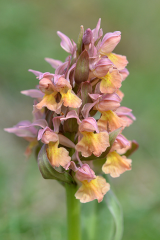 dactylorhiza sambucina