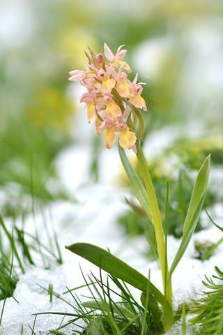 dactylorhiza sambucina