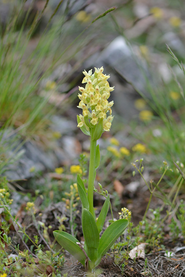 dactylorhiza sambucina