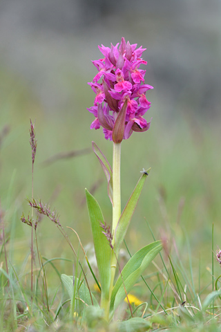 dactylorhiza sambucina