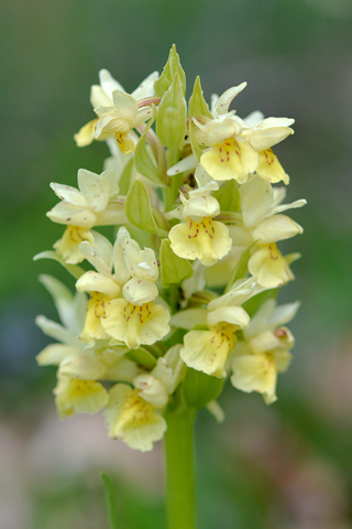 dactylorhiza sambucina