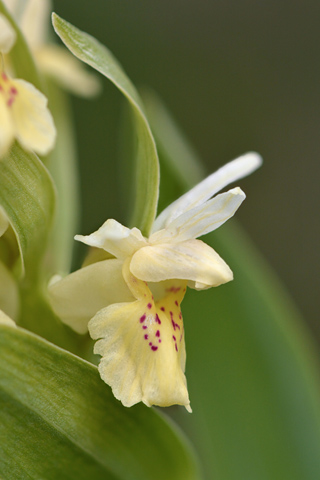 dactylorhiza sambucina