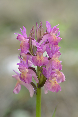 dactylorhiza sambucina