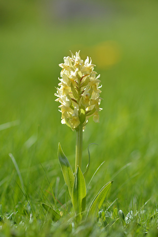 dactylorhiza sambucina