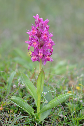 dactylorhiza sambucina