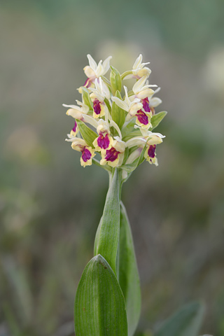 Dactylorhiza  sambucina