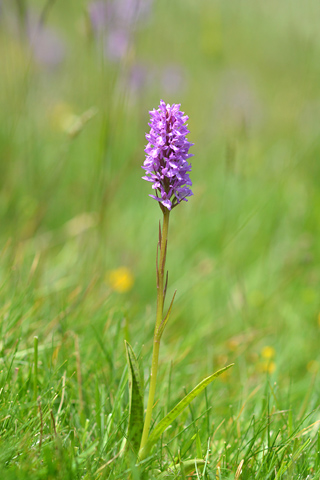 Dactylorhiza savogiensis x Gymnadenia conopsea