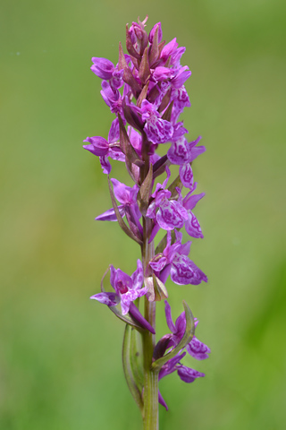 Dactylorhiza savogiensis x Gymnadenia conopsea