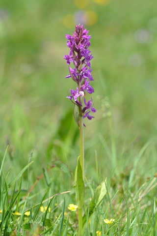 Dactylorhiza savogiensis x Gymnadenia conopsea