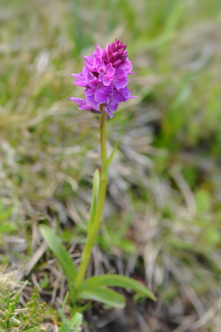 Dactylorhiza savogiensis x Gymnadenia gabasiana