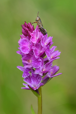 Dactylorhiza savogiensis x Gymnadenia gabasiana