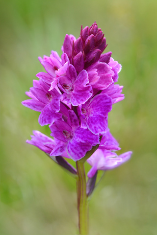 Dactylorhiza savogiensis x Gymnadenia gabasiana