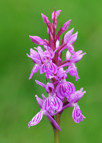 dactylorhiza savogiensis