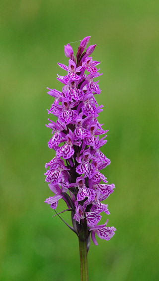 dactylorhiza savogiensis