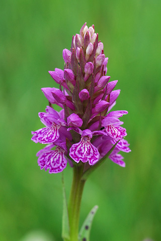 dactylorhiza savogiensis