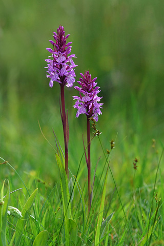 dactylorhiza savogiensis