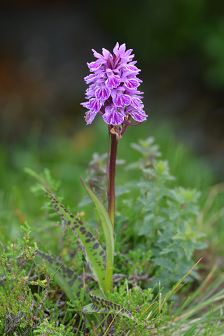 dactylorhiza savogiensis