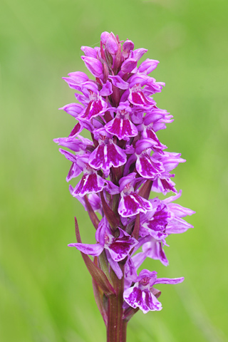 dactylorhiza savogiensis