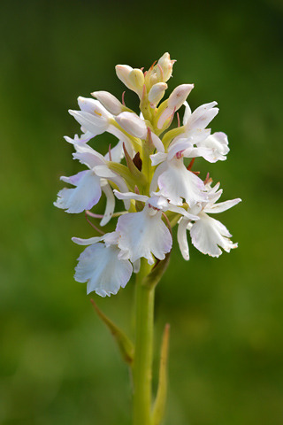 dactylorhiza savogiensis