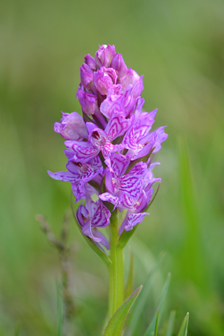 dactylorhiza savogiensis