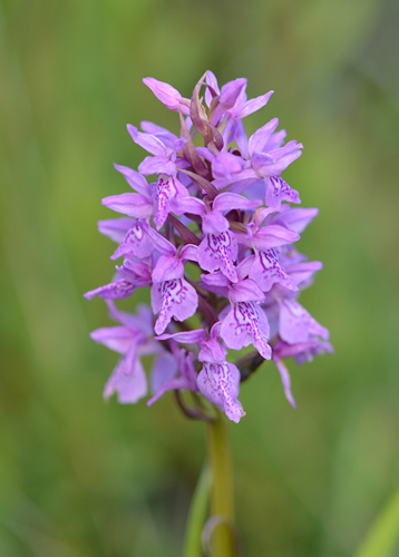 dactylorhiza sphagnicola