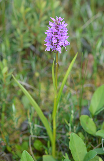 dactylorhiza sphagnicola