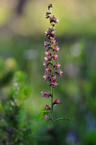 Epipactis atrorubens