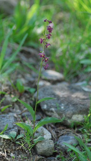 Epipactis atrorubens