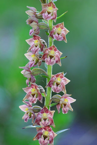 Epipactis atrorubens