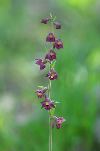 Epipactis atrorubens