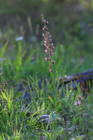 Epipactis atrorubens