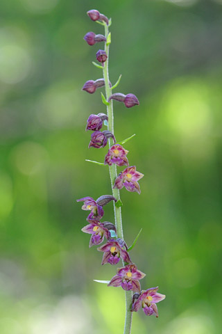 Epipactis atrorubens