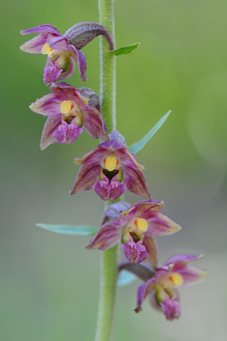 Epipactis atrorubens