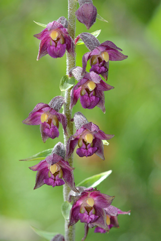 Epipactis atrorubens