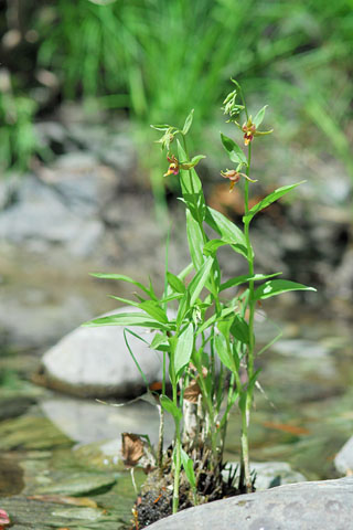 Epipactis gigantea