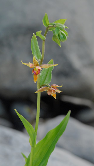 Epipactis gigantea