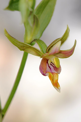 Epipactis gigantea