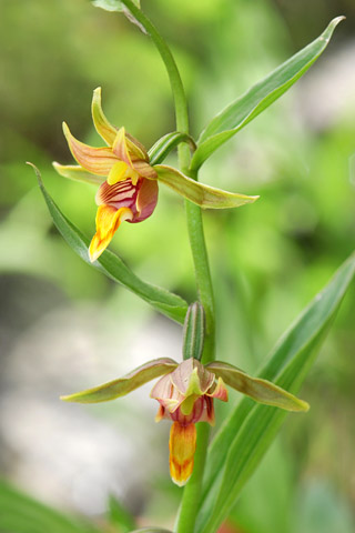 Epipactis gigantea