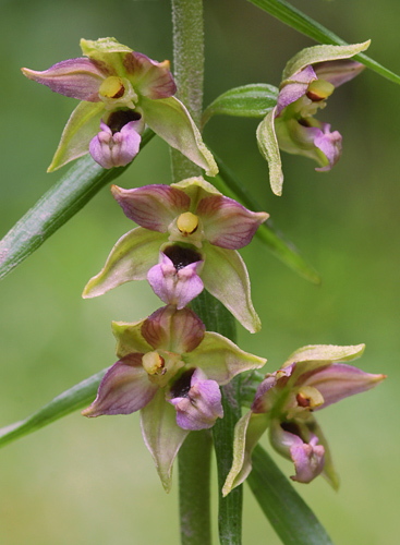 Epipactis helleborine