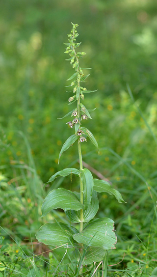 Epipactis helleborine