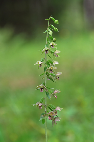 Epipactis helleborine